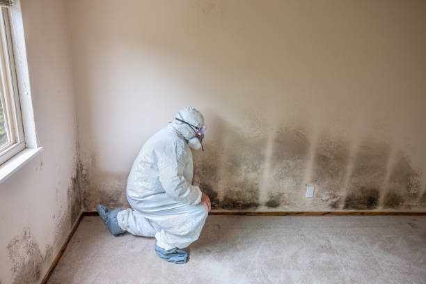 Best Emergency Mold Remediation  in Parker, TX